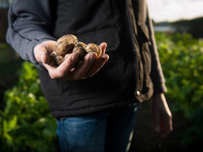 Crecimiento desbloqueado